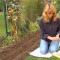Кога да засадите чесън през есента, как да подготвите и как да третирате леглото преди засаждане?