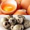 鶏とウズラ、どちらの卵がより健康的ですか? どちらが勝ちますか?