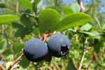 Swamp blueberry (Vaccinium uliginosum L