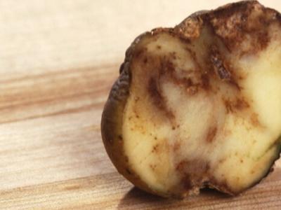 Болезни картофеля, овощей и плодов в период хранения