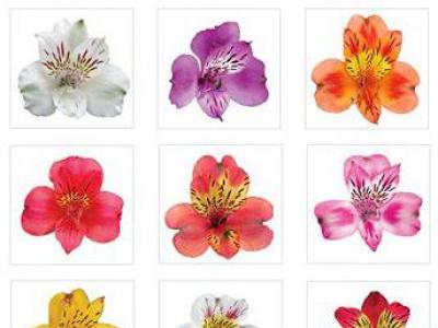 Alstroemeria: the best varieties and subtleties of cultivation